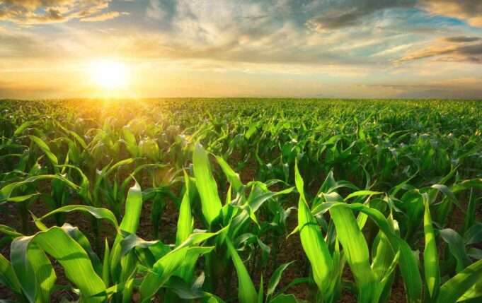 Our Organic Journey: From Hong Kong > Singapore > India and Beyond…